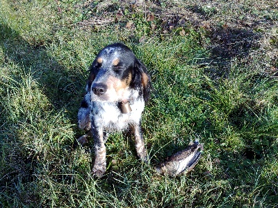 des Boutées de Quefelec - 1ére bécasse tuée à l'arrêt d'Hopal