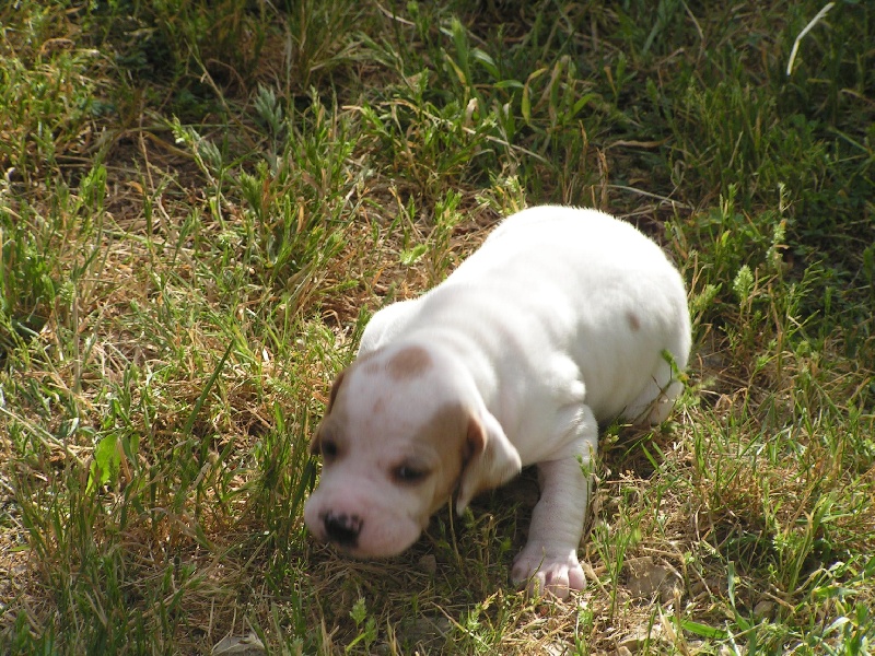 des Boutées de Quefelec - Pointer - Portée née le 13/05/2010